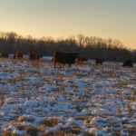 Time to look at those grazing plans snowy pasture