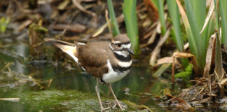 Killdeer