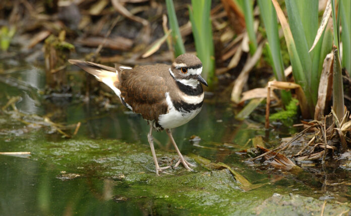 Killdeer Killdeer