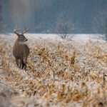 Appraising who’s grazing and the damage being done deer