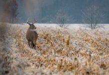 Ohio’s youth harvest 10,039 deer during special season deer