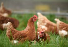 USDA confirms avian influenza in Maine, New York brown hen on green grass during daytime
