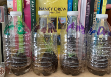 How to make a water bottle terrarium for seedlings, starter plants water bottle terrariums