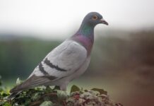 Unexpected disasters and what follows carrier pigeon