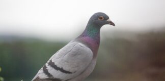 carrier pigeon