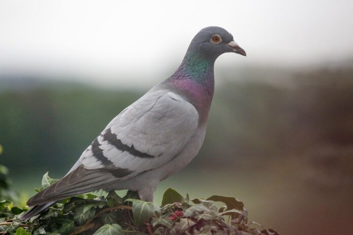 carrier pigeon