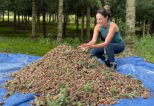What does it take to grow the perfect Christmas tree? woman holds pine cones in her hand as a tree farm