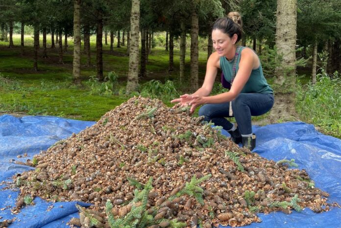 christmas tree farm landscape woman holds pine cones in her hand as a tree farm