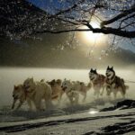 Sled dogs embody tenacity, grit, determination sled dogs