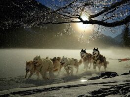 sled dogs