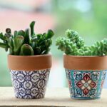 How to choose your first indoor plant succulents