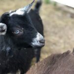 Nigerian dwarf goat