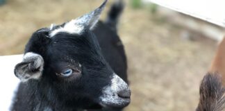 Nigerian dwarf goat