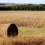 Considerations of early season hayfield scouting Kansas
