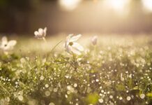 There’s something stirring — and I think it might be spring spring sunrise with flower