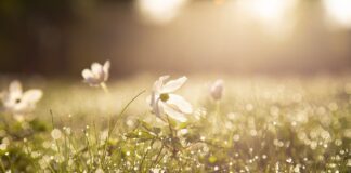 spring sunrise with flower