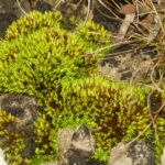 New native plant species discovered in Ohio in 2021 curved tortilla moss
