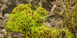 New native plant species discovered in Ohio in 2021 curved tortilla moss