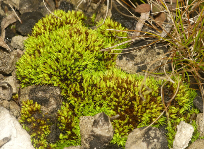 curved tortilla moss
