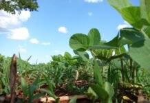 New grain futures highs followed by a correction Brazil soybean plantation