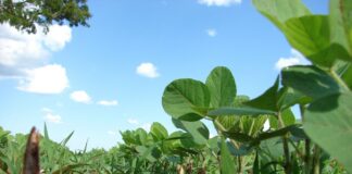 Brazil soybean plantation