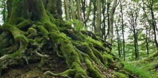 Growing roots to stay grounded, healthy roots