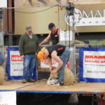 Ohio teen wins national shearing contest a man shears a sheep on a stage