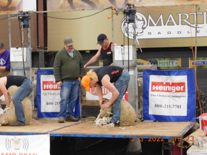 a man shears a sheep on a stage
