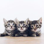 Sometimes having patience is the best thing to do three brown tabby kittens