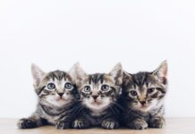 Sometimes having patience is the best thing to do three brown tabby kittens