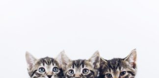 Sometimes having patience is the best thing to do three brown tabby kittens