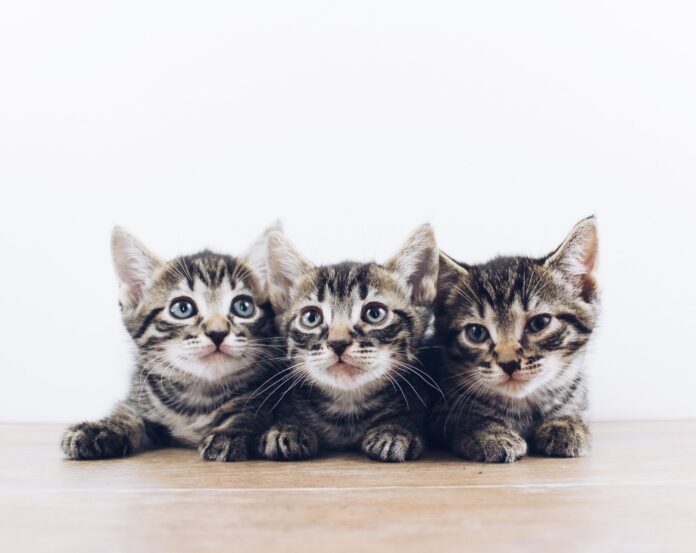 three brown tabby kittens three brown tabby kittens