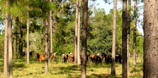 USDA collects detailed data on agroforestry for first time ever