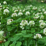 Running buffalo clover no longer federally endangered buffalo clover flowers