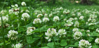 buffalo clover flowers