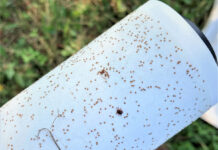 Pitt researchers want farmers’ input for Asian longhorned tick study Asian longhorned ticks