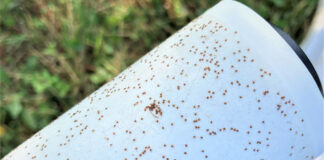 Asian longhorned ticks