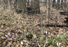 Reclaiming spring’s beauty by picking up trash roadside trash
