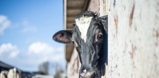 Praise worth more than criticism cow