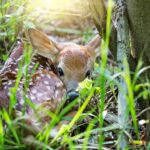 How to spot the signs of spring in Ohio and Pennsylvania fawn