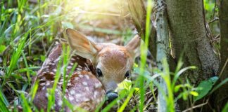 fawn