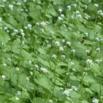 How to control garlic mustard in a woodlot garlic mustard