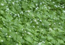 How to control garlic mustard in a woodlot garlic mustard