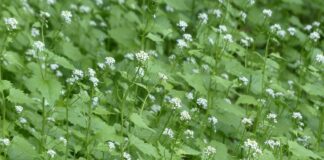 How to control garlic mustard in a woodlot garlic mustard