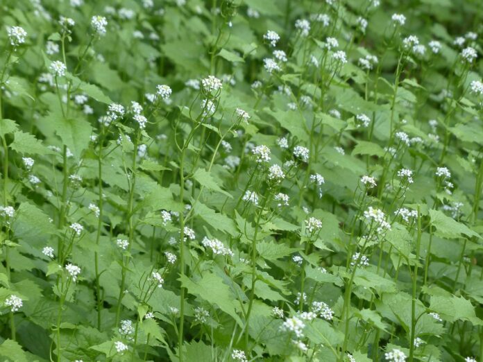 garlic mustard