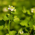 When it comes to becoming carbon neutral, think locally garlic mustard