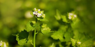 When it comes to becoming carbon neutral, think locally garlic mustard