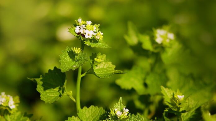 garlic mustard garlic mustard