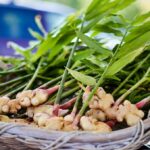 How to grow ginger in the Midwest ginger