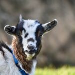 Getting ready and out the door isn’t always easy on the farm goat